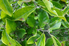 Diospyros chloroxylon